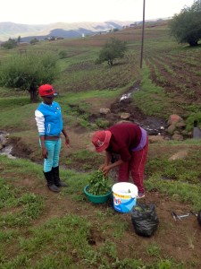 Washing the leafy greens from the fields for supper